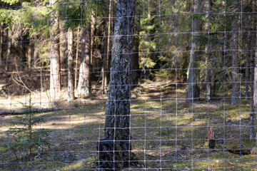 Protected coniferous forest fenced with a metal wire fence