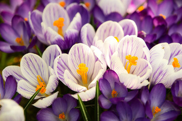 Krokusy, krokus, wiosna, wiosenne kwiaty, fiolet, biały, trawa, kwiat, dużo kwiatów, flora, makro, płatek, kwitnąć, pora roku, 