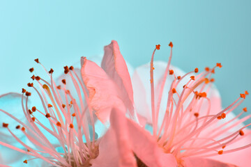 Apricot flowers on a turquoise background, color illumination. Macro. Studio.