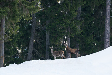 red deer hunting in winter on the mountains