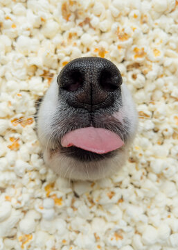 Dog in popcorn. Nose of Australian Shepherd dog amidst popcorn - close-up.