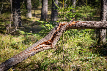 A tree trunk broken by the wind on the background of a green coniferous forest.