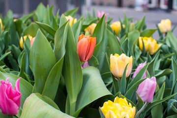Amsterdam tulips in april 