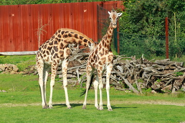 Giraffes in the outdoor enclosure at the zoo