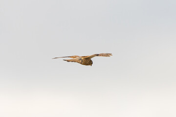 Close up of Kestrel - bird of prey - hovering in the sky, hunting for prey