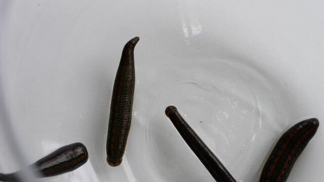 Medicinal leeches are crawling in a glass bowl. High quality 4k footage