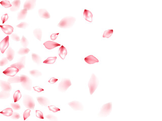 Pink sakura flower flying petals isolated on white vector background.