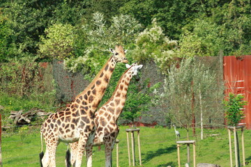 Giraffes in the outdoor enclosure at the zoo