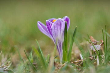 beautiful crocus flower in the garden in spring