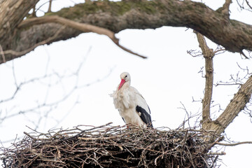 A stork stands in its nest, between twisting branches of the tree. Sky in the background. copy-space