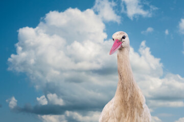 A stork head against a dramatic blue sky and white clouds. Bird has a funny face, copy-space