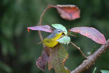 Grey hooded Warbler, Phylloscopus xanthoschistos, Nepal