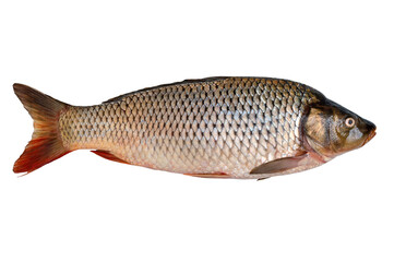 Freshly caught raw river carp fish isolated on white background.