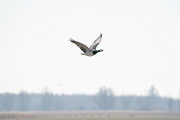 A goose flies by, above the lake. Blue sky and sun