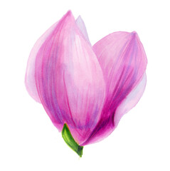 Pink magnolia flower. Botanical illustration. Spring flowers. Beautiful watercolor illustration for the design of postcards, invitations, wedding and holiday decor.
