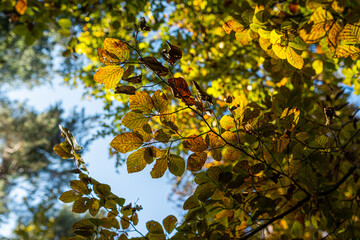 Autumn landscape: colored treetops against blue sky background. Colorful leaves. Natural background.