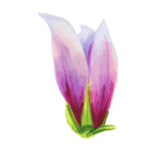 Fototapeta na wymiar White magnolia flower. Botanical illustration. Spring flowers. Beautiful watercolor illustration for the design of postcards, invitations, wedding and holiday decor.