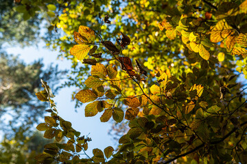 Autumn landscape: colored treetops against blue sky background. Colorful leaves. Natural background.