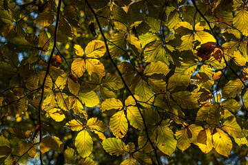 Autumn landscape: colored treetops against blue sky background. Colorful leaves. Natural background.
