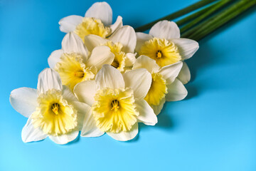 Fototapeta na wymiar Set of beautiful white and yellow daffodils lie on blue background. Flat