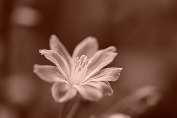 flower heads in macro and monochrome photography 