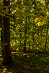 Fototapeta premium Autumn landscape: Forest in polish mountains