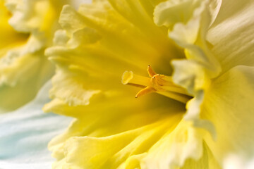 Obraz na płótnie Canvas White and Yellow Narcissus trumpet, daffodil macro