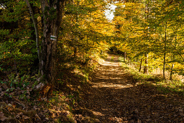 Obraz premium Path in autumn forest in polish moutains.