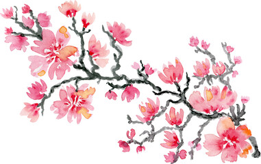 Fototapeta na wymiar Watercolor clipart flower Sakura.Blooming Tree,Cherry Pink Flower. sakura blooming Spring.