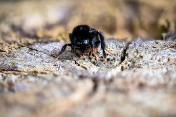 Hummel von vorne makro
