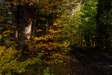 Fototapeta premium Path in autumn forest in polish moutains.