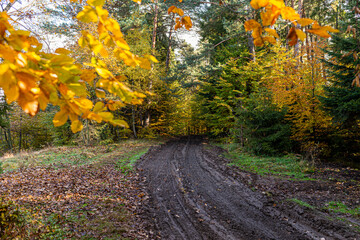 Path in autumn forest in polish moutains.