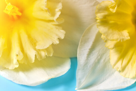 White and Yellow Narcissus trumpet, daffodil macro