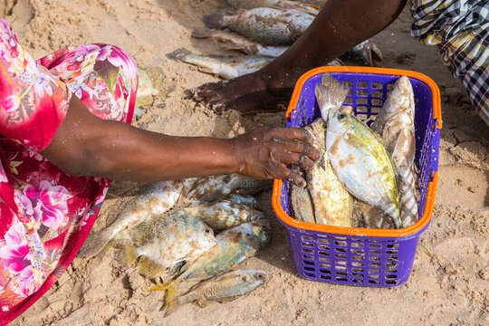 Subsistance artisinal fishing along the Gambian coastline