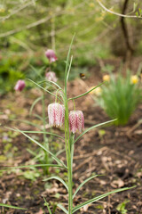 colourful spring flowers 