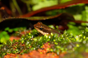 Kottigehara dancing frog or Kottigehar torrent frog, Micrixalus kottigeharensis, Agumbe Karnataka, India. Conservation status: Critically Endangered
