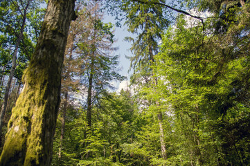 Wysokie drzewa las z różnymi gatunkami drzew z odległej perspektywy.