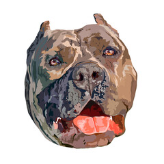American bully dog head