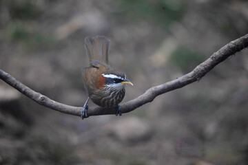 Streak breasted Scimitar Babbler,  Pomatorhinus ruficollis ruficollis, Nepal