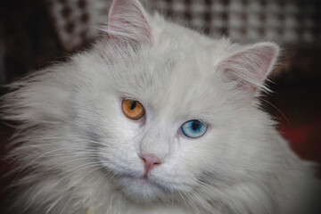 White cat with blue and orange eyes close up