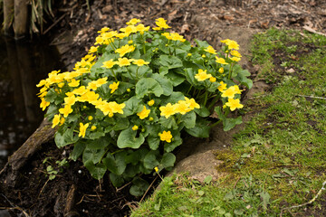 colourful spring flowers 