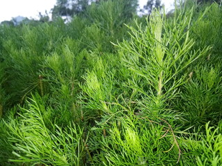 green grass background