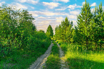 Fototapeta na wymiar beautiful landscape, forest dirt road and blue sky with clouds