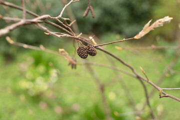 leaves in the garden