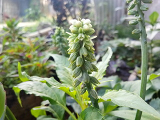 plants growing in a garden
