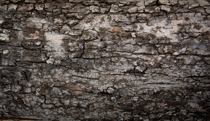 The texture of the old tree bark. The wooden surface is gray. Background for your ideas