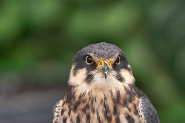 可愛いハヤブサ