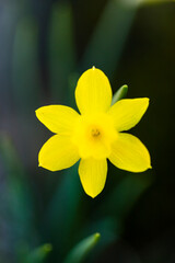 Narciso de roca (Narcissus rupicola), Puerto de Honduras, Jerte Valley, Ambroz Valley, Cáceres, Extremadura, Spain, Europe