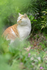 座っている猫　茶白猫