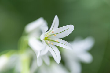 アリウムトリケトラム